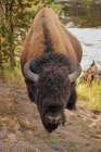 Bison just off the trail along Firehole River, Upper Geyser Basin, Yellowstone National Park. Art Print